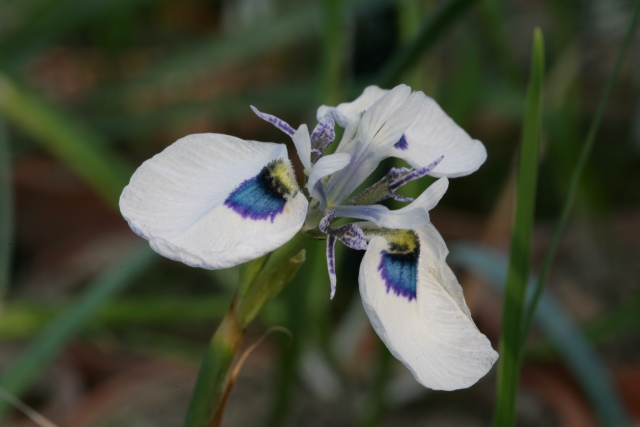 Moraea aristata : Devinette semaine 12 Moraea10