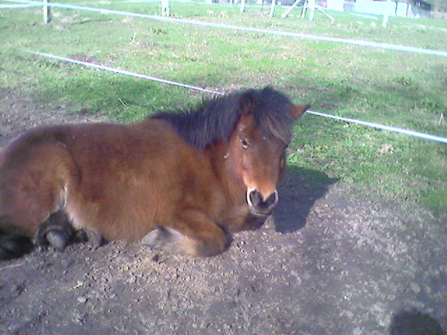 .::. Pony .::. Sp_a1111