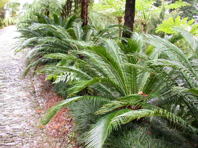 cycas revoluta  Dscn7910