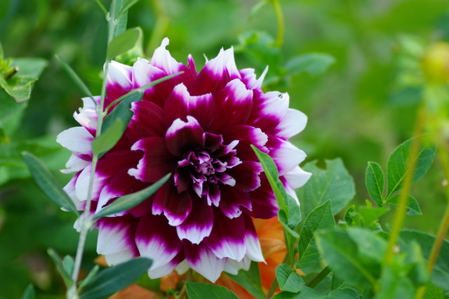 Les dahlias. Photos et disscusions. Imgp3932