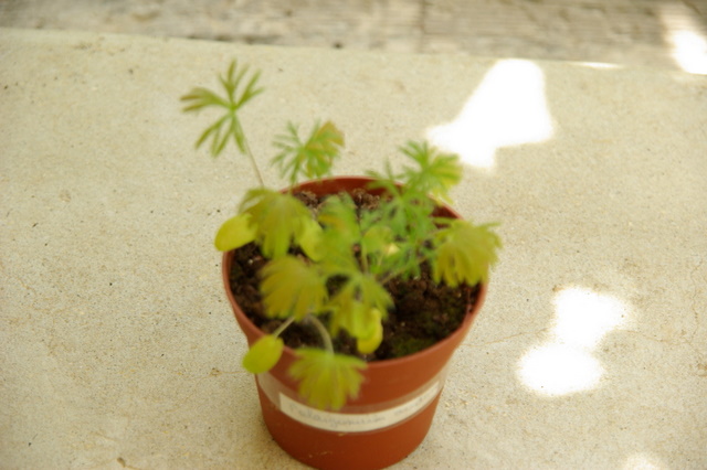 Pelargonium aridum Imgp3972