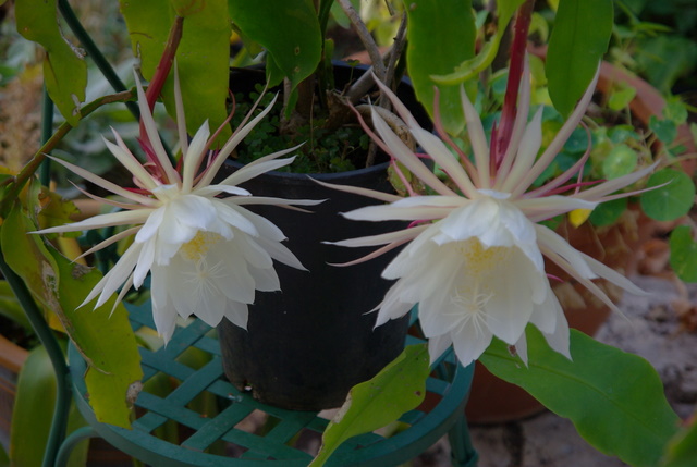 Floraisons épiphyllum Imgp4036