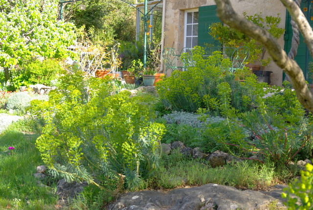 Quelques photos de mon jardin : gros projet 2013 : Evolution Mai 2014 Imgp4345