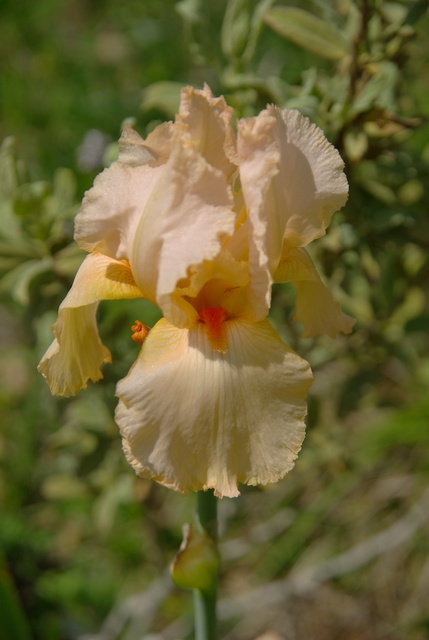 Les iris -culture, multiplication, entretien, variétés. Imgp4415