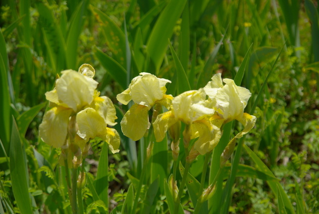 Les iris -culture, multiplication, entretien, variétés. Imgp4416