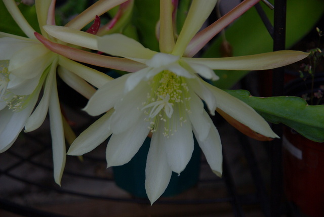 Floraisons épiphyllum Imgp4422