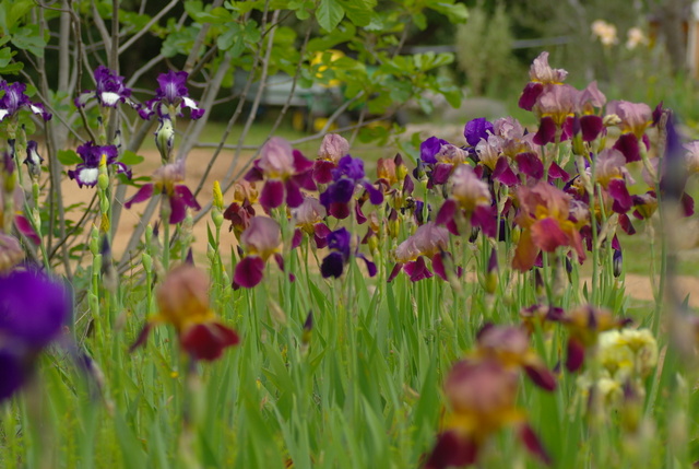 Les iris -culture, multiplication, entretien, variétés. Imgp4443