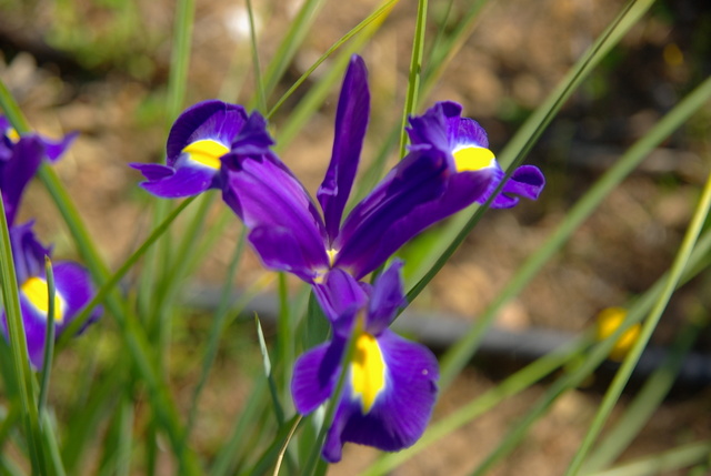 Les iris -culture, multiplication, entretien, variétés. Imgp4459