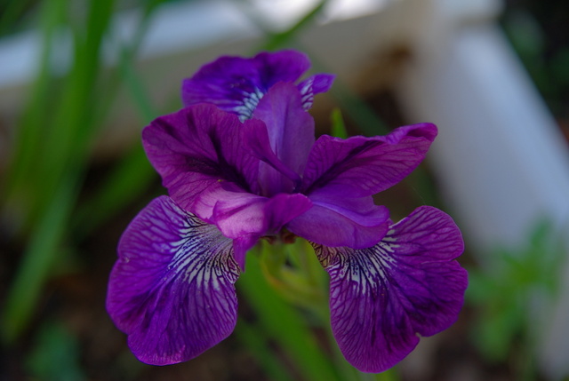 Les iris -culture, multiplication, entretien, variétés. Imgp4460