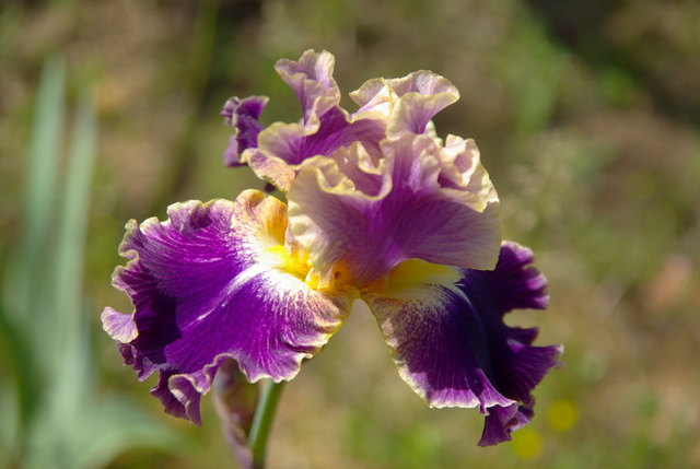 Les iris -culture, multiplication, entretien, variétés. Imgp4468