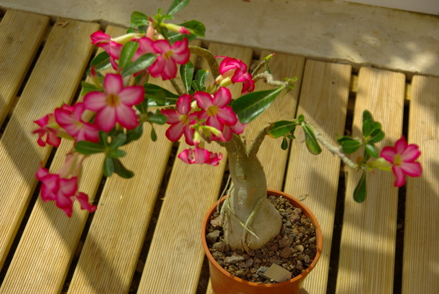la culture et l'entretien de l'adenium (Rose du désert) - Page 4 Imgp4551