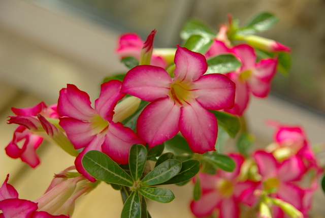 la culture et l'entretien de l'adenium (Rose du désert) - Page 4 Imgp4553