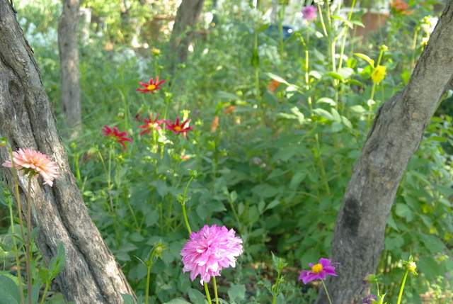 Les dahlias. Photos et disscusions. - Page 2 Imgp4849