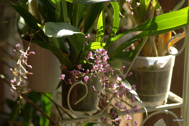 floraisons des orchidées - Page 24 Imgp5230