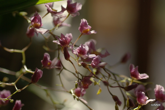 floraisons des orchidées - Page 24 Imgp5232