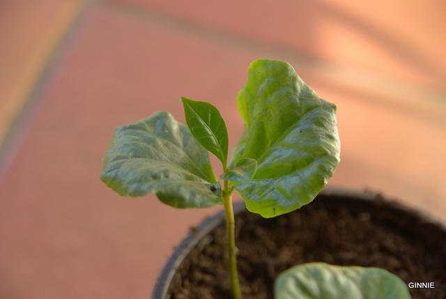 Le caféier (Coffea arabica)-comme plante d'intérieur Le caféier - Page 2 Imgp5236