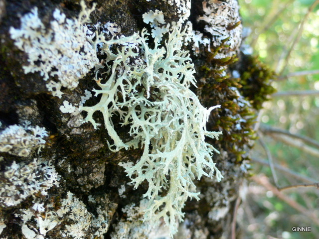 lichen P1030431