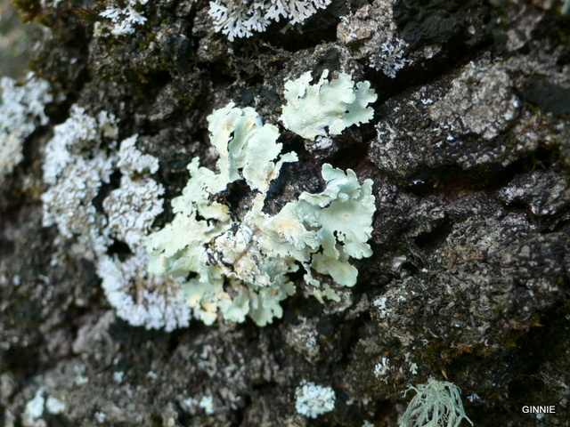 lichen P1030432
