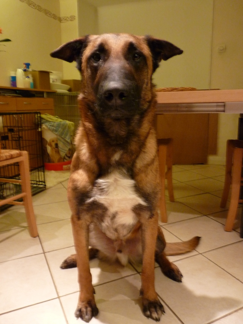 news photos des loups P1030520