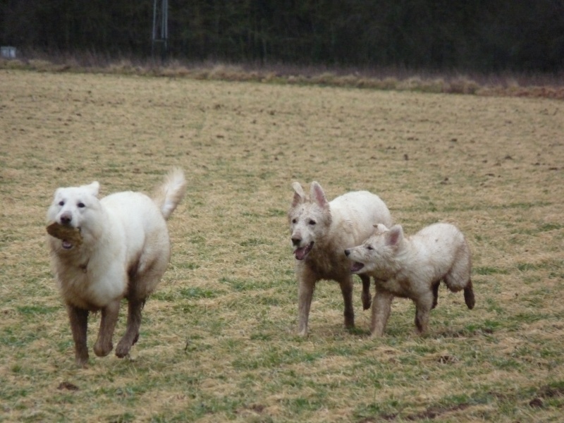 news photos des loups P1030525