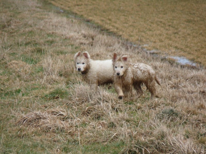 news photos des loups P1030611