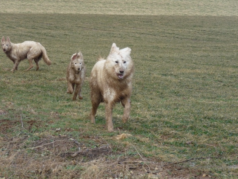 news photos des loups P1030615
