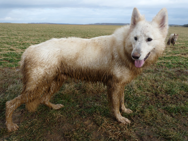 news photos des loups P1030616