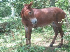 Petite mule trs gentille 12 ans environ (Place) Anissa11