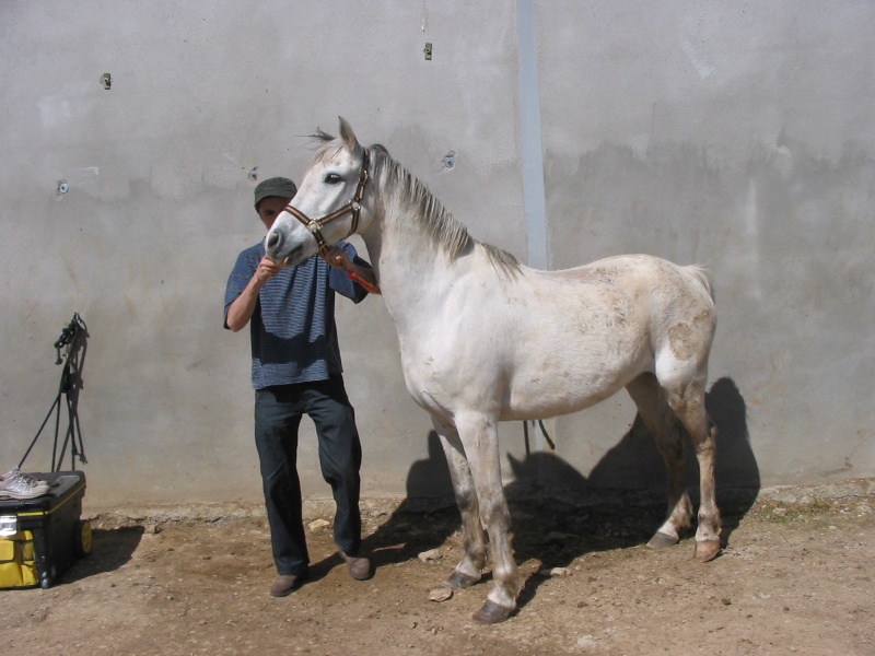 Guignol double poney 13 ans(ADOPTE) Micado12