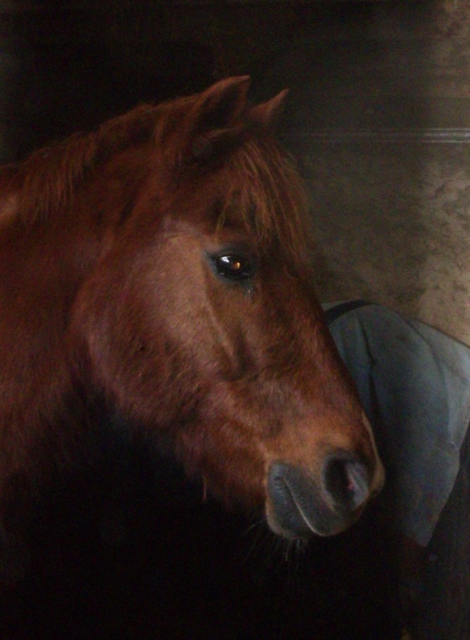 Vilou, adorable poney C - Dpt  78   Plac ! Vilou10