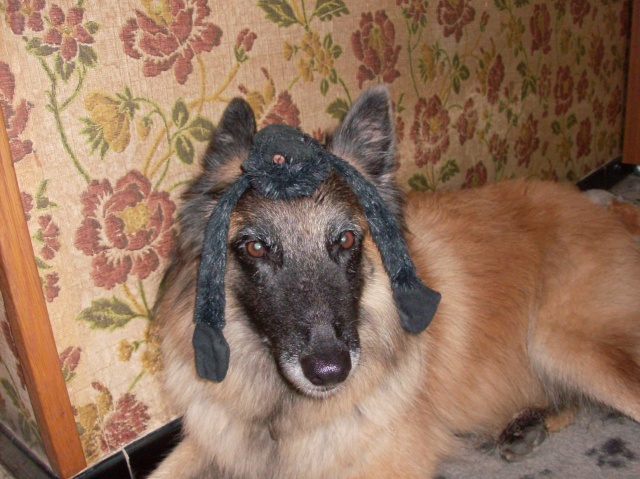 Grimaces de chien 2011_024