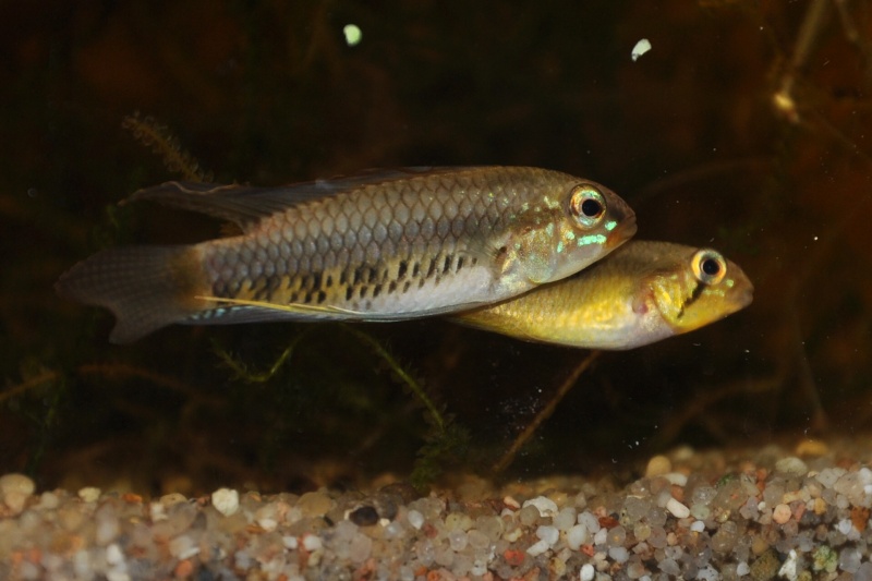 apisto Iniridae F1 Csc_0814