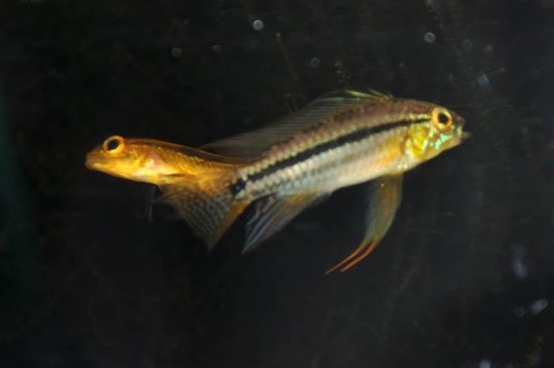 repro apisto bitaeniata Csc_0915