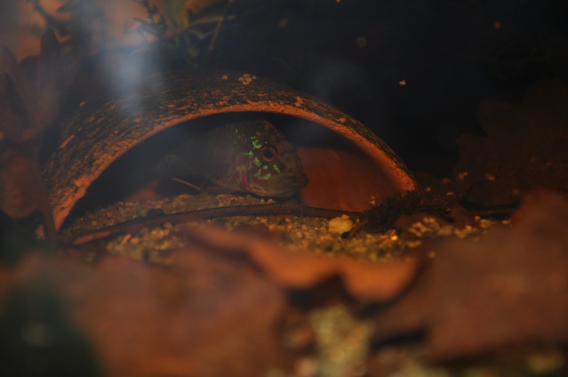 Incubation bi-parentale Apisto SP Kelleri Dsc_0010