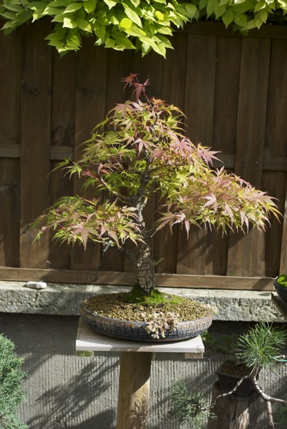 ARAKAWA bonsai Dsc_0411