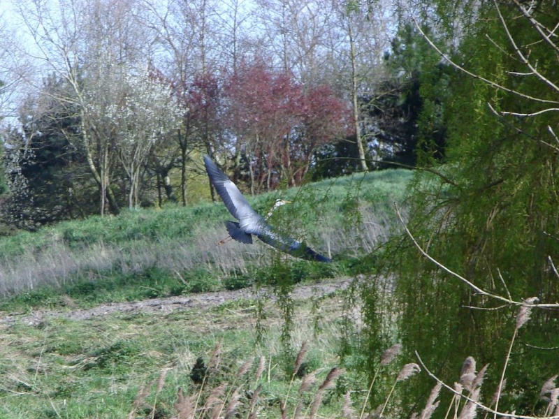 jolie heron,canard Dsc00116