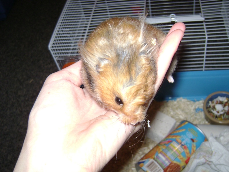 Petite Hamster en Fa, besoin de conseil PHOTOS =) - Page 2 Dsc00812