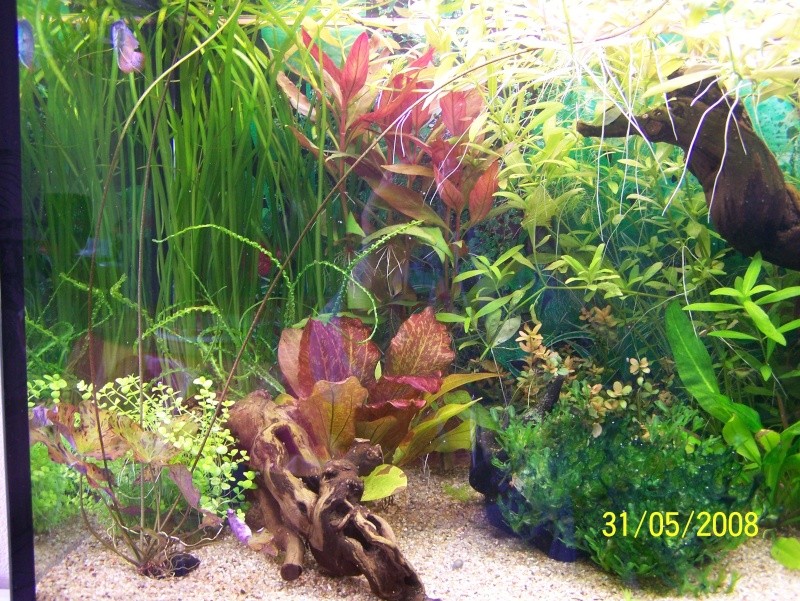 revoila mon 240l avec des poissons 100_1514