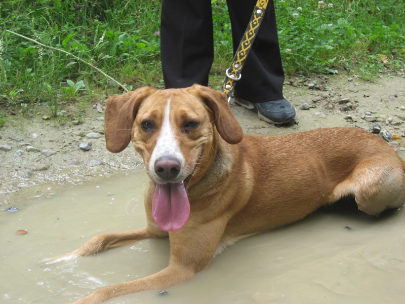 Badi, petite croisée labrador, 4 ans Juille48