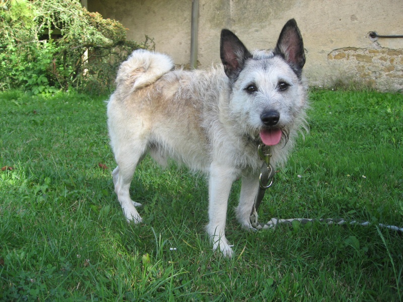 Dakota X cairn terrier Petit trésor à familiariser Sept_010