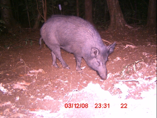 BIG FAT SOW..... 50 gallon drum with legs!!!! Icam0111