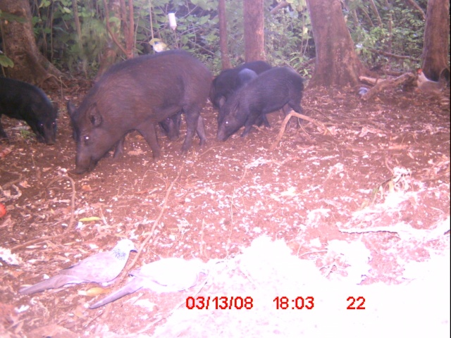 BIG FAT SOW..... 50 gallon drum with legs!!!! Icam0210