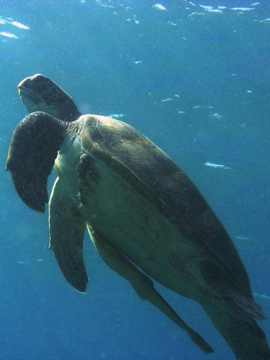 Celles que j'aurais tant voulu voir en Guadeloupe Tortue13