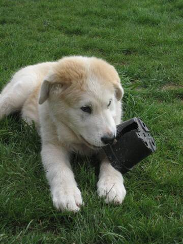 Chien Berger Roumain De Bucovine