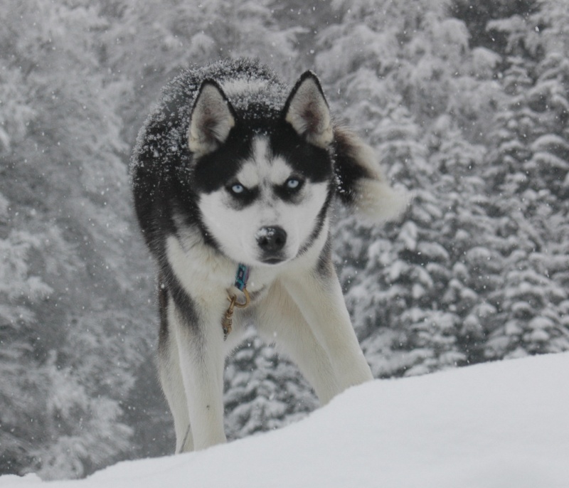 La Meute Magic Wolf - Presentation de nos chiens Alaska10