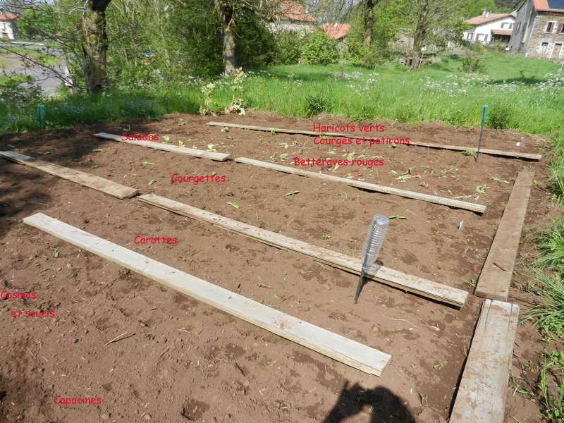 Mon potager 27_5_211