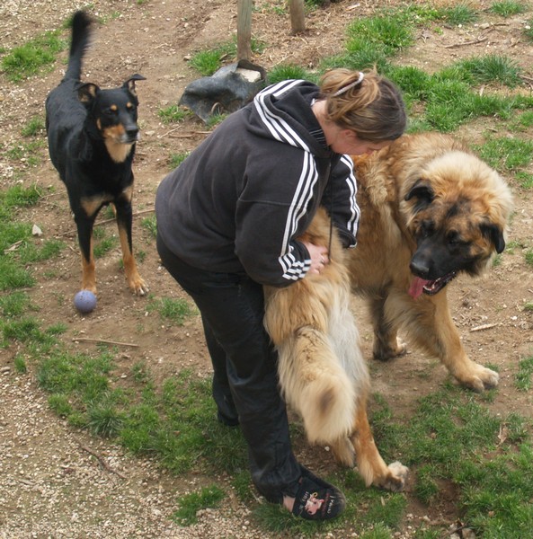 Mon chien est un cascadeur P4020513