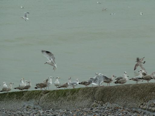 Balades en Pays de Caux Tourvi12