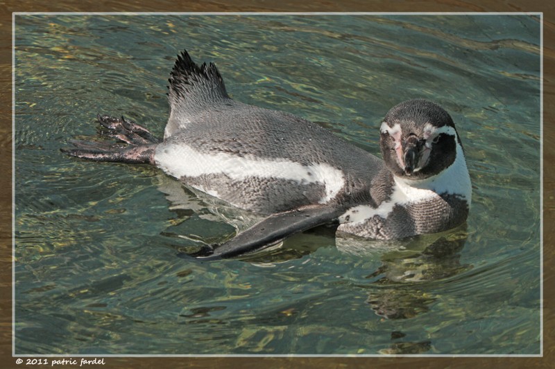 un petit tour au zoo de Studen...en famille. Img_8710