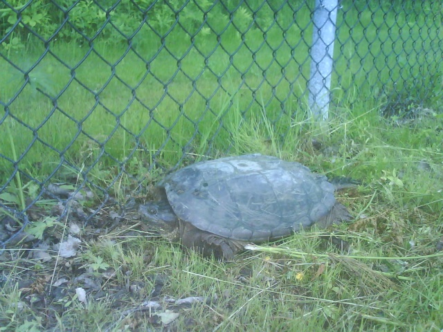 une tortue à pic Dsc00010